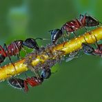 Ameisen melken ihre geliebten Blattläuse! - Les fourmis traient les pucerons!