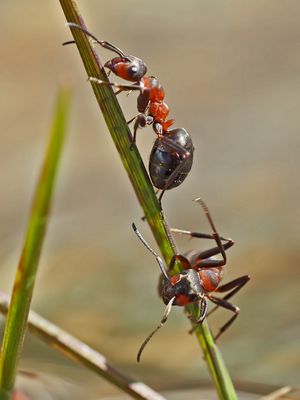Ameisen: oben der Himmel, unten das Wasser... - Le dilemme: en haut le ciel, en bas l'eau...