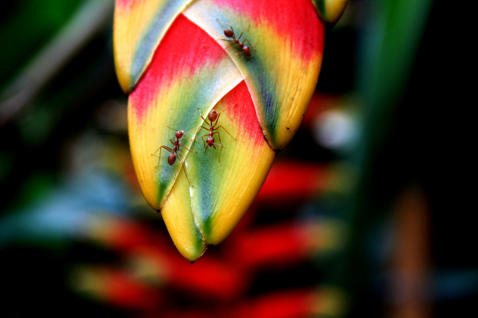 Ameisen Orchideen-Farm in Thailand