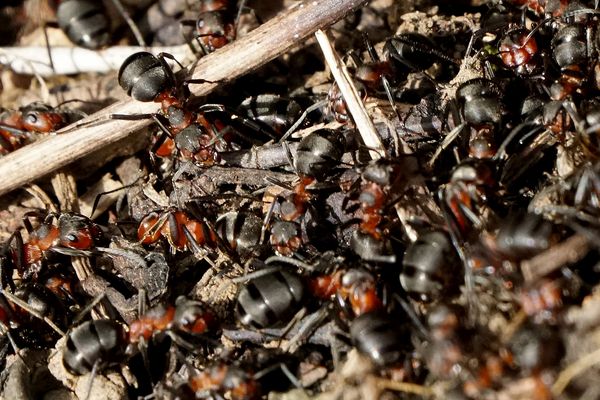 Ameisenhaufen Bilder &amp; Fotos