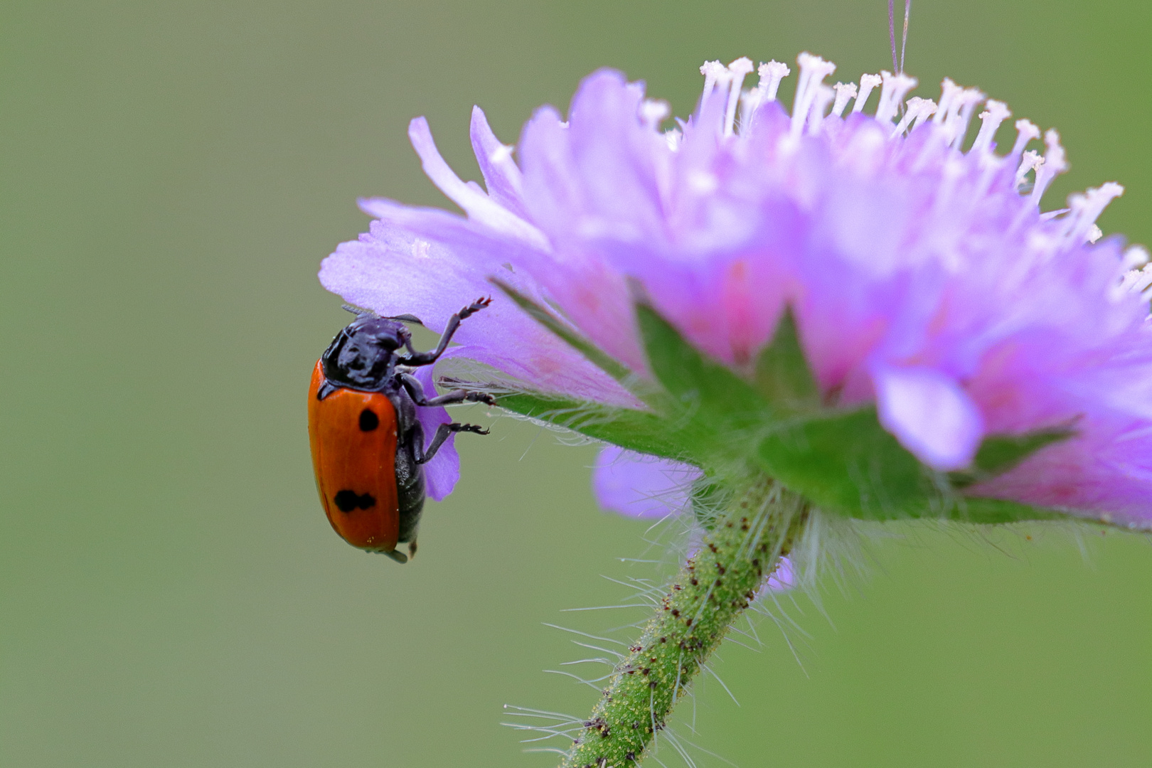 Ameisen-Sackkäfer an Ackerwitwenblumenblüte