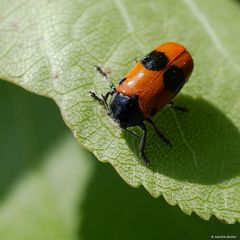 Ameisen-Sackkäfer (Clytra laeviuscula)