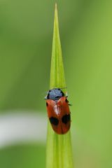 Ameisen Sackkäfer (Clytra laeviuscula) Draufsicht