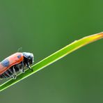 Ameisen Sackkäfer (Clytra laeviuscula) Seite