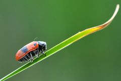 Ameisen Sackkäfer (Clytra laeviuscula) Seite