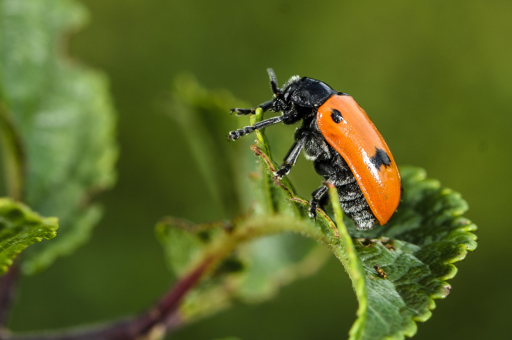 Ameisen-Sackkäfer (Clytra quadripunctata)