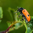 Ameisen-Sackkäfer (Clytra quadripunctata)