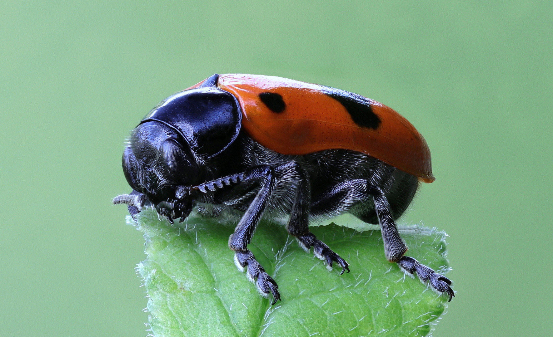 Ameisen Sackträger  ( Clytra quadripunctata )