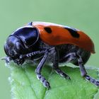 Ameisen Sackträger  ( Clytra quadripunctata )