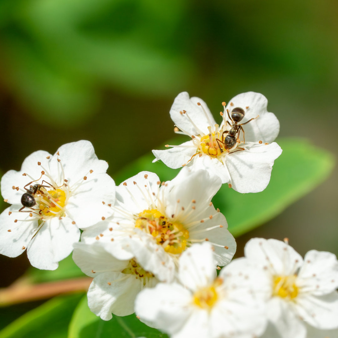 Ameisen sammeln Blütenstaub