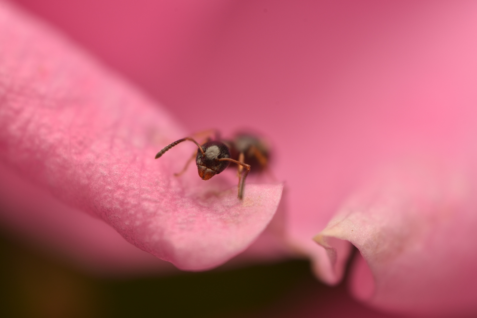 Ameisen schaut aus einer Rose