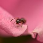 Ameisen schaut aus einer Rose