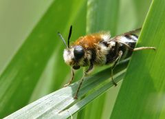 Ameisen-Schwebfliege