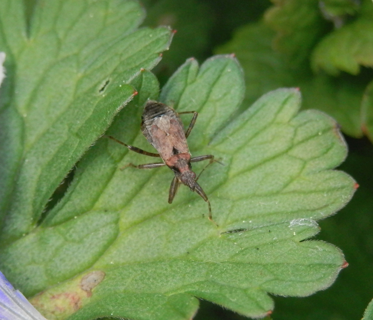 Ameisen-Sichelwanze (Himacerus mirmicoides)