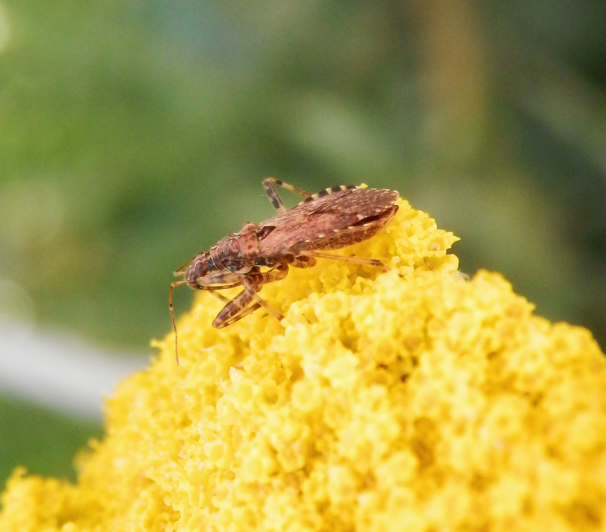 Ameisen-Sichelwanze (Himacerus mirmicoides) - Imago