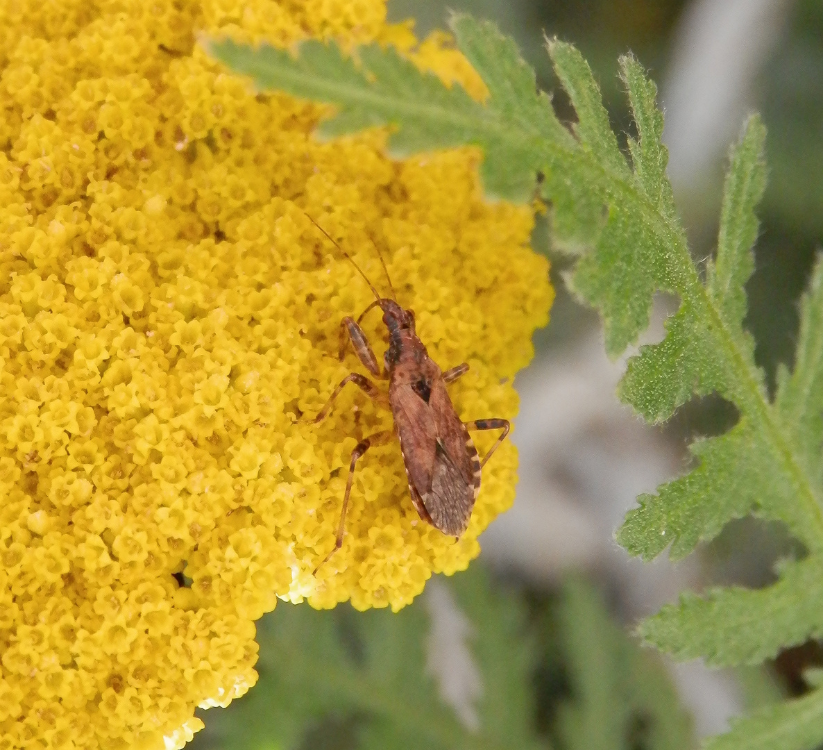 Ameisen-Sichelwanze (Himacerus mirmicoides) - Imago