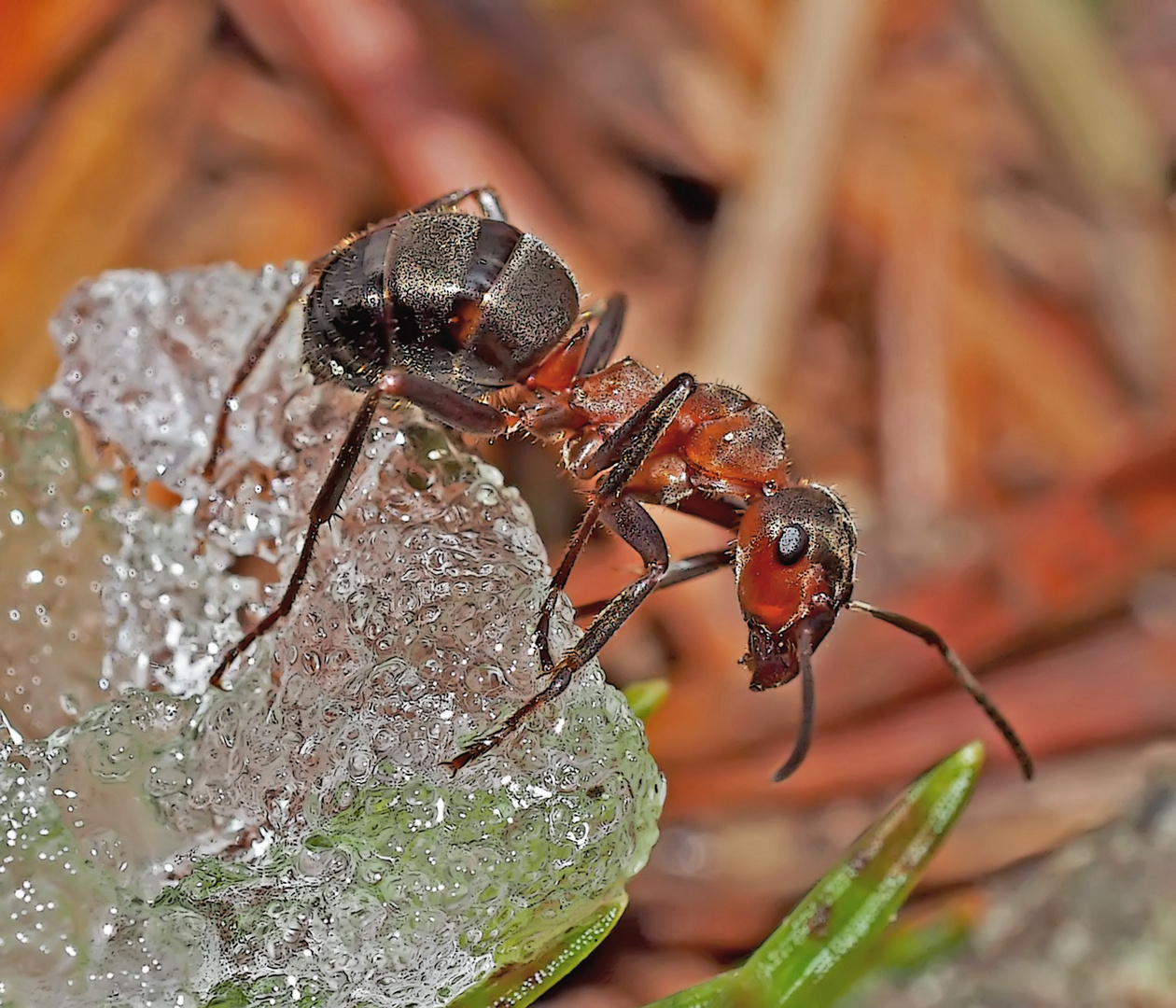 Ameisen sind auch im Winter glücklich...