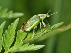 Ameisen sind Eierdiebe!