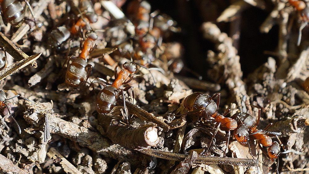 Ameisen stark vergrößert