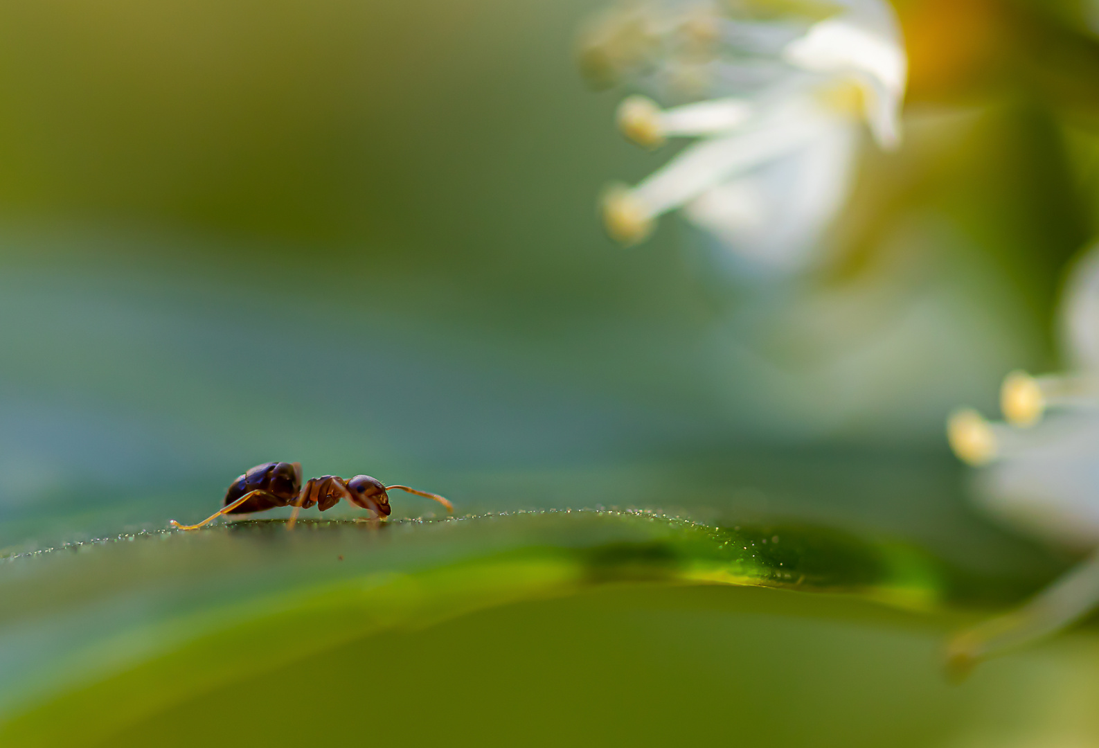 Ameisen-suche