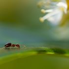 Ameisen-suche