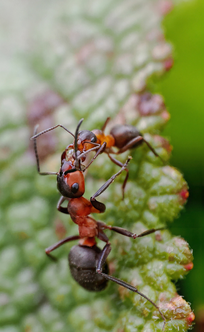 Ameisen tauschen sich mit einem Tropfen aus