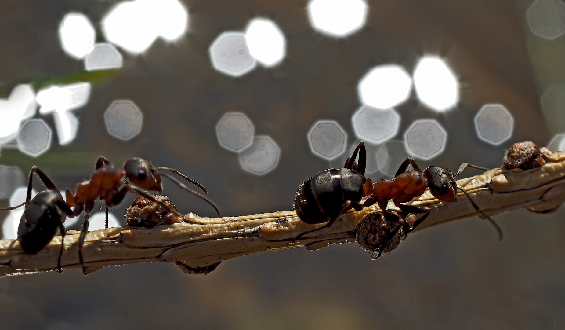 Ameisen überqueren den Bach... - Les fourmis traversent le ruisseau.