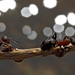 Ameisen überqueren den Bach... - Les fourmis traversent le ruisseau.