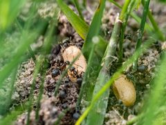 Ameisen und "Beute"?