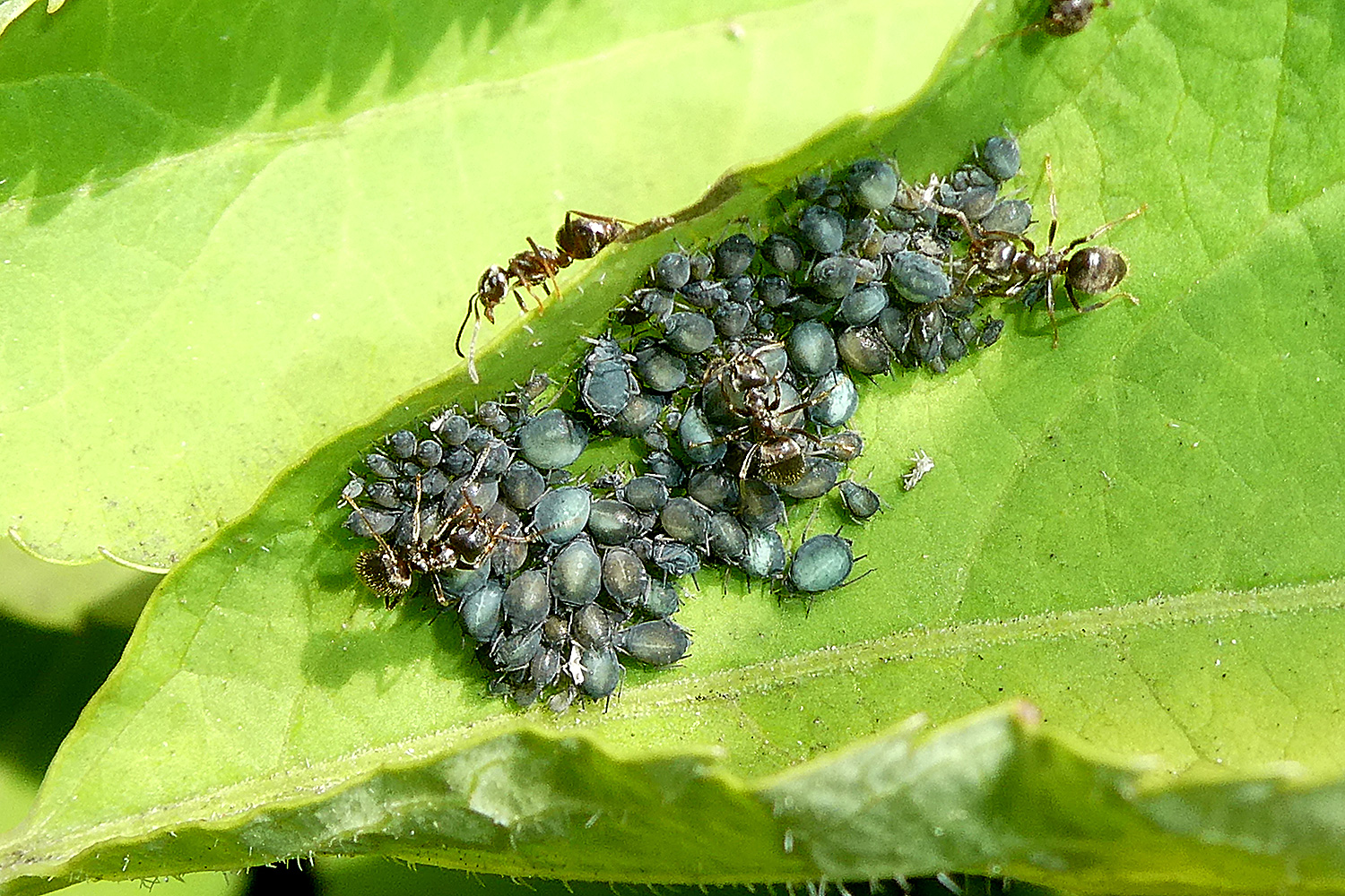 Ameisen und Blattläuse