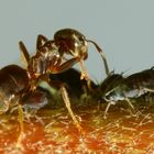 Ameisen und Blattläuse - Freunde fürs Leben
