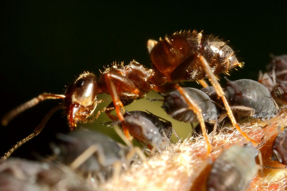 Ameisen und Blattläuse - Freunde fürs Leben (II)