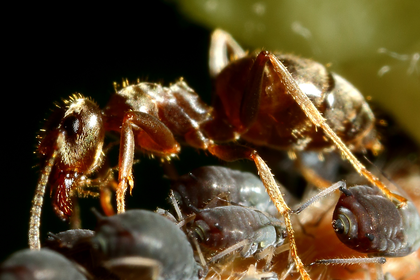 Ameisen und Blattläuse - Freunde fürs Leben (III)
