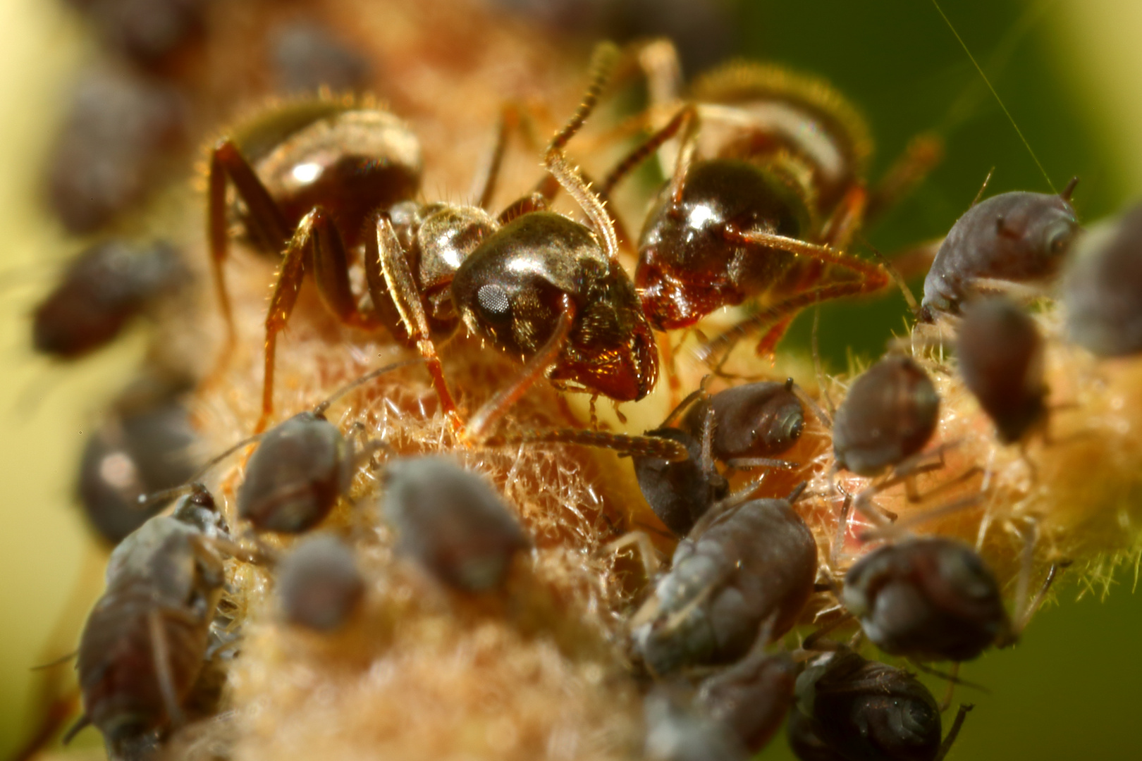 Ameisen und Blattläuse - Freunde fürs Leben (IV)