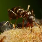 Ameisen und Blattläuse - Freunde fürs Leben (VI)