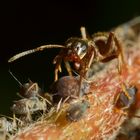 Ameisen und Blattläuse - Freunde fürs Leben (VII)
