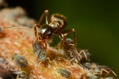 Ameisen und Blattläuse - Freunde fürs Leben (VIII)
