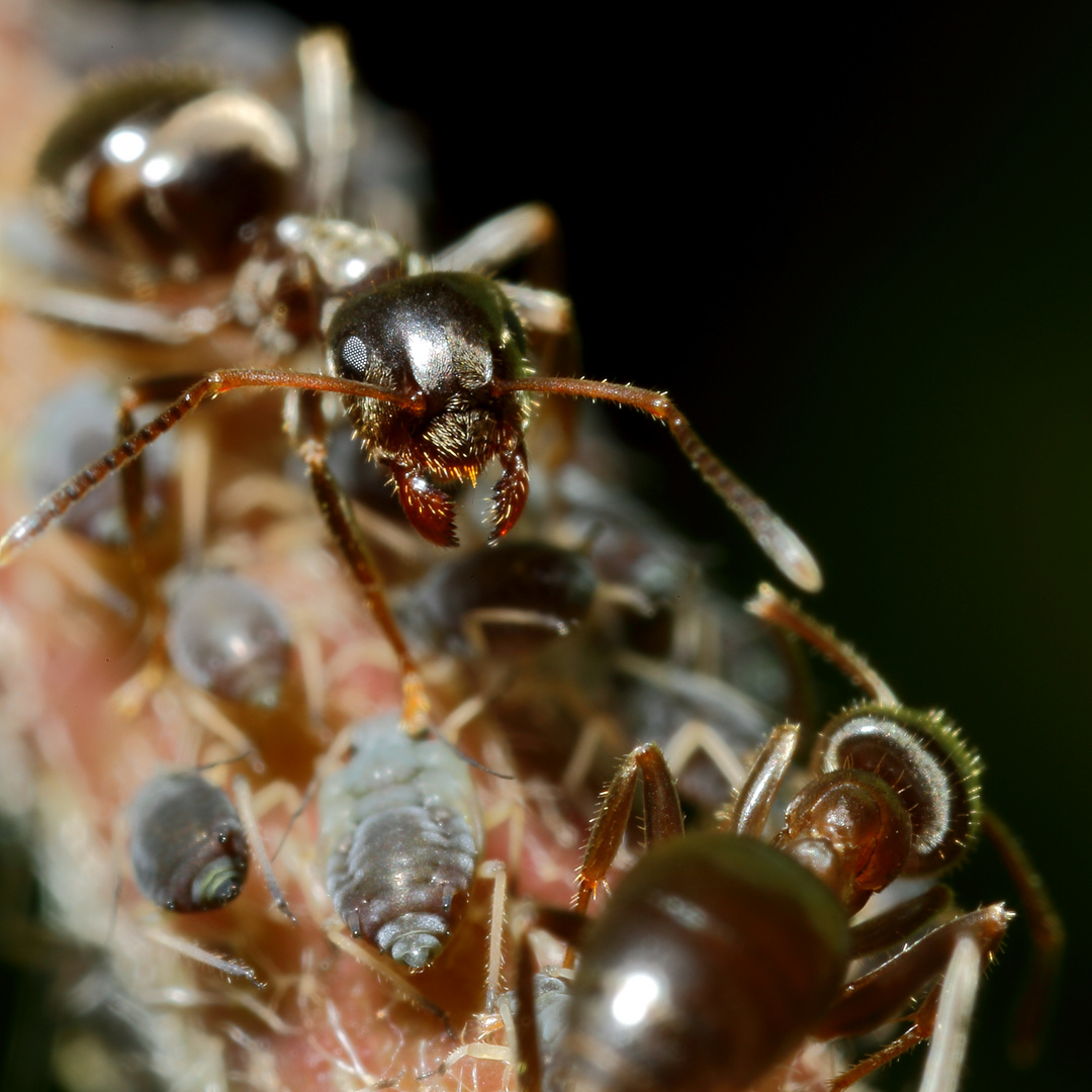 Ameisen und Blattläuse - Freunde fürs Leben (X)