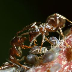 Ameisen und Blattläuse - Freunde fürs Leben (XI)