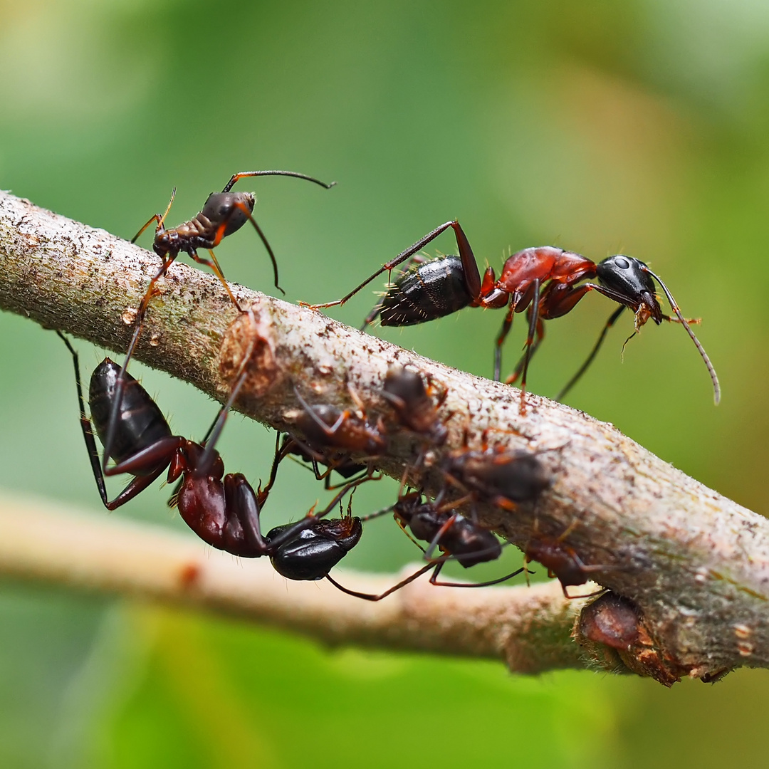 Ameisen und Läuse auf dem Ast einer Eiche - eine Interessengemeinschaft!