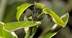 Ameisen und Schwarze Bohnenblatttlaus (+ Tier Info)