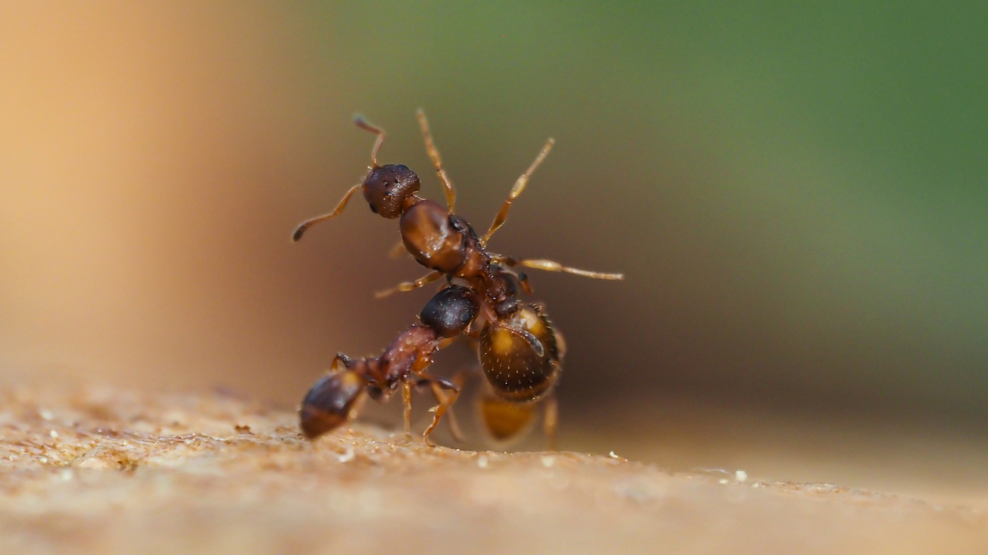 Ameisen verteidigen