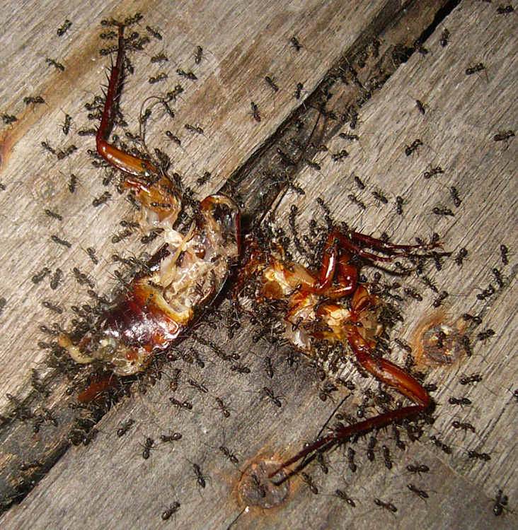 Ameisen zerlegen eine Kakerlake