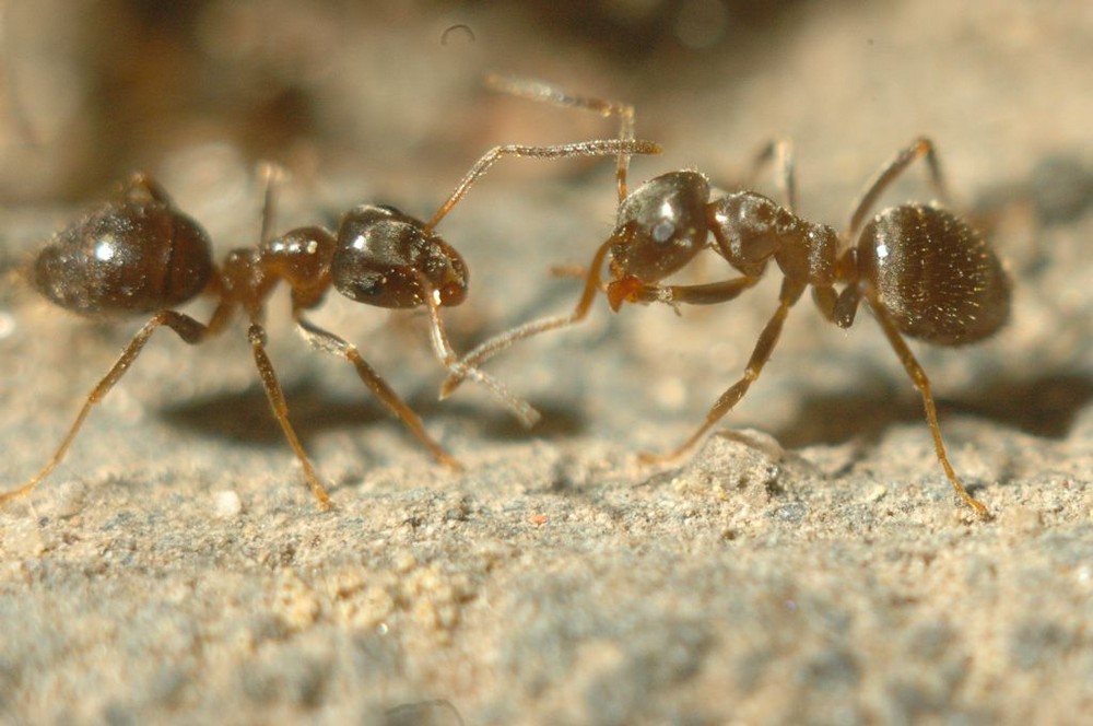 Ameisen-Zweikampf