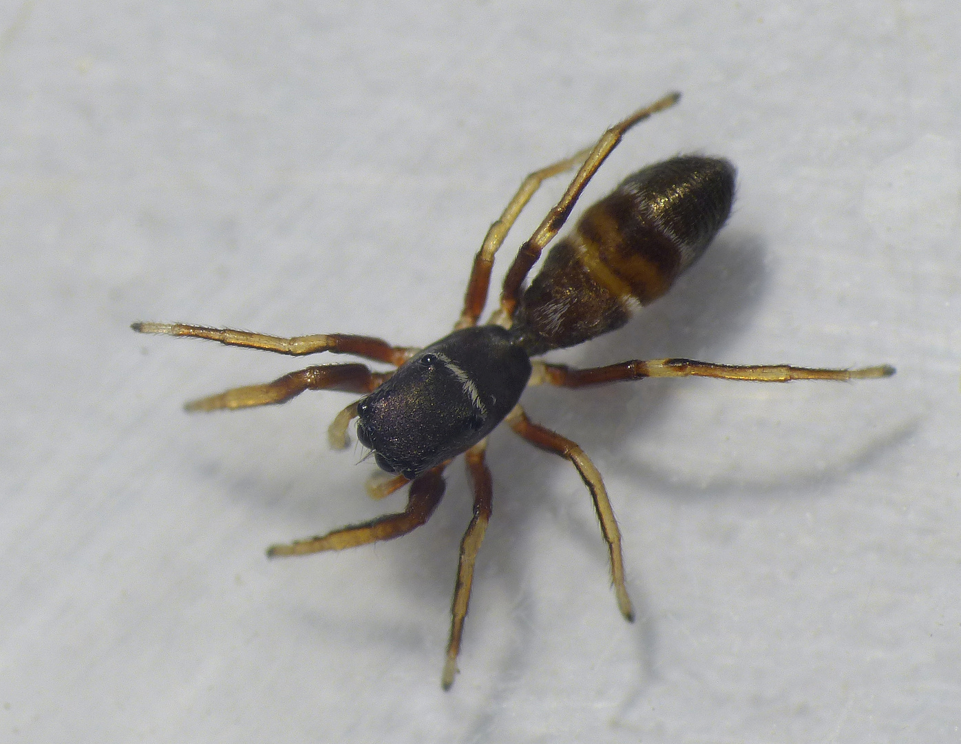 Ameisenähnliche Springspinne Synageles venator