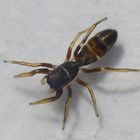 Ameisenähnliche Springspinne Synageles venator