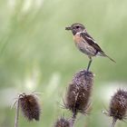 Ameisenausflug... und nun im Schnabel vom Schwarzkehlchen, Saxicola rubicola 