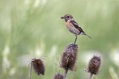 Ameisenausflug... und nun im Schnabel vom Schwarzkehlchen, Saxicola rubicola 