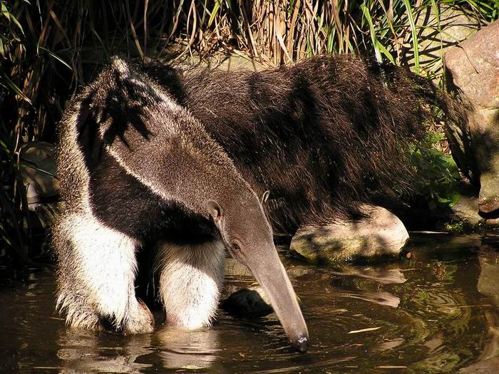 Ameisenbär