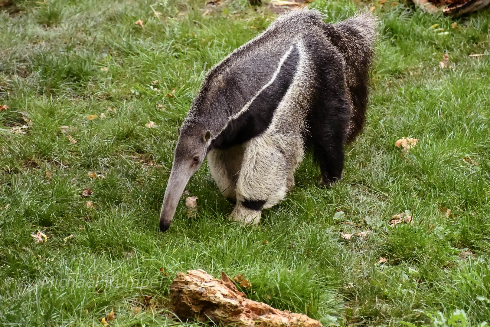 Ameisenbär 2